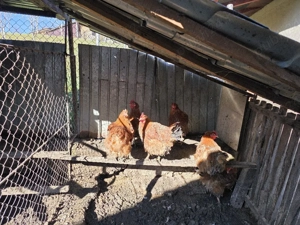 Găini de rasă New hampshire - imagine 2