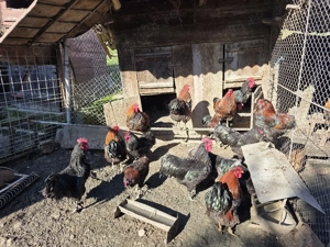 Cocosi de rasa  - imagine 3