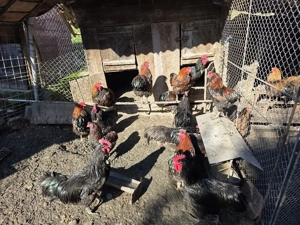 Cocosi de rasa  - imagine 2