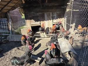 Cocosi de rasa  - imagine 4