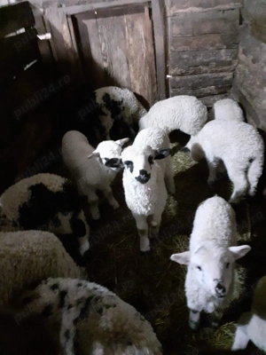 OCAZIE REALĂ   11 oi cu 11 miei (o parte mari, din decembrie) + 2 sterpe   Zlatna - imagine 2