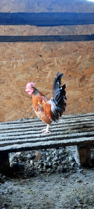 Gaini si cocosi americani - imagine 5