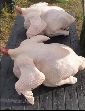 Curci și curcani de vanzare  - imagine 2