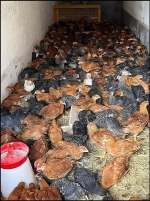 Pui de vanzare  - imagine 2