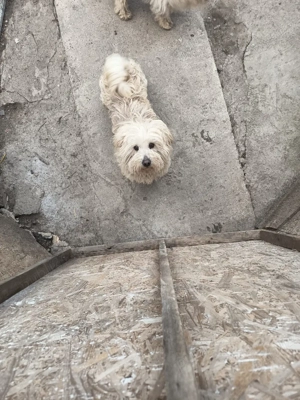 bison maltez rasă pură 