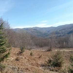 Teren 1-5 Ha Muntele Găina (Luncșoara, Arad)   Pădure & Pășune - imagine 3