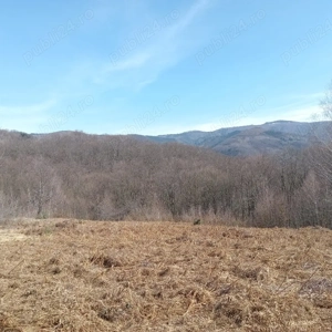 Teren 1-5 Ha Muntele Găina (Luncșoara, Arad)   Pădure & Pășune - imagine 5