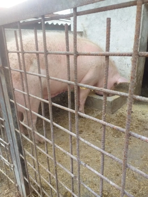 de vânzarea scroafă genstantă montată cu marel alba termen de fătare luna mai