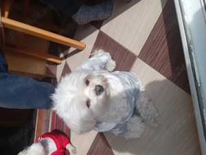 vand bichon havanez - imagine 3