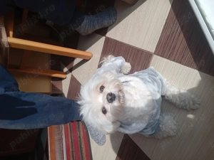 vand bichon havanez - imagine 2