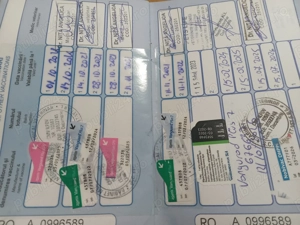 vand bichon havanez - imagine 4