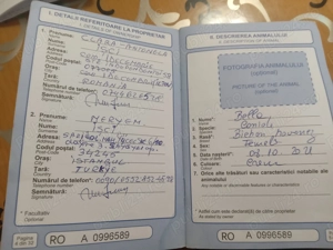 vand bichon havanez - imagine 5