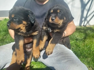 Rottweiler Catei