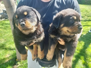 Rottweiler Catei - imagine 4