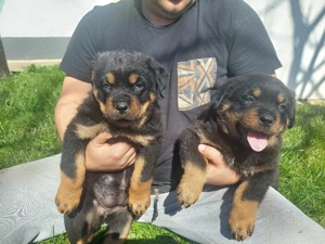 Rottweiler Catei - imagine 3