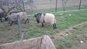 Vând bebec romanov - imagine 3