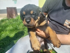 Rottweiler Catei - imagine 2