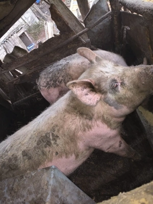 Vand Grasuni - imagine 2