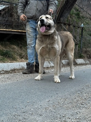 Vând femela asia centrala.  - imagine 2