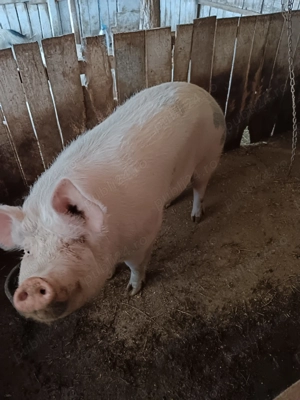 Vând porc 250 kg  - imagine 2