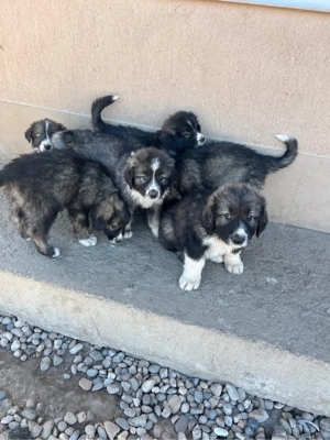 Vand pui ciobanesc carpatin  - imagine 3