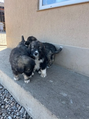 Vand pui ciobanesc carpatin  - imagine 2