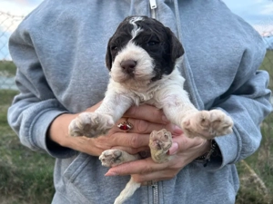 lagotto romagnolo disponibili - imagine 4