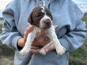 lagotto romagnolo disponibili - imagine 2