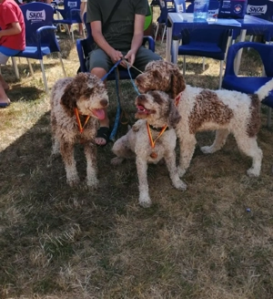 lagotto romagnolo disponibili - imagine 5