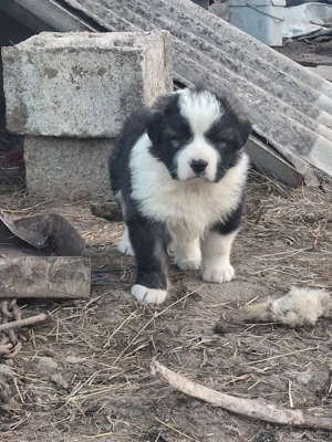 Caini ciobănești  - imagine 3