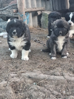 Caini ciobănești  - imagine 2