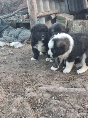 Caini ciobănești  - imagine 4