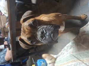 Boxer 6 luni - vaccinat, cipat, foarte jucăuș  - imagine 2