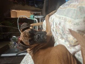 Boxer 6 luni - vaccinat, cipat, foarte jucăuș 