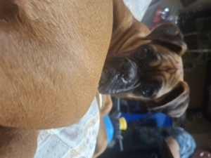 Boxer 6 luni - vaccinat, cipat, foarte jucăuș  - imagine 3