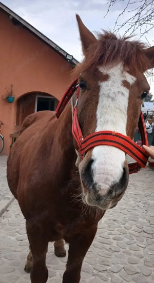 Cal de vânzare, are 9 ani, castrat