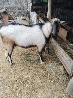 Capre de vânzare , rasa alpina franceza si seanen - imagine 2