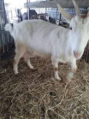 Capre de vânzare , rasa alpina franceza si seanen