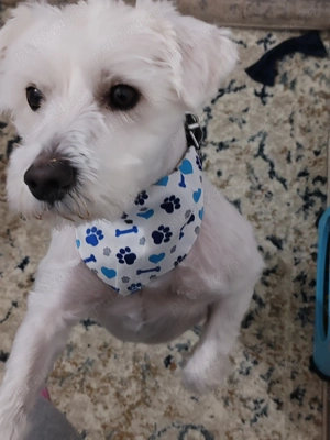 Donez băiețel de 3 ani - imagine 3