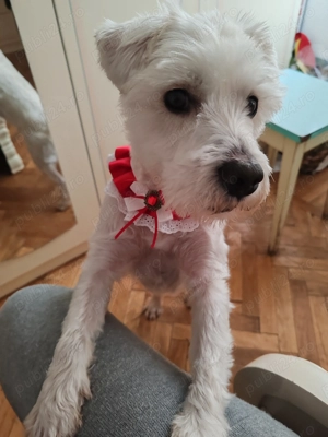 Donez băiețel de 3 ani