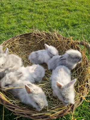 Iepurasi drăgălași de vânzare  - imagine 5