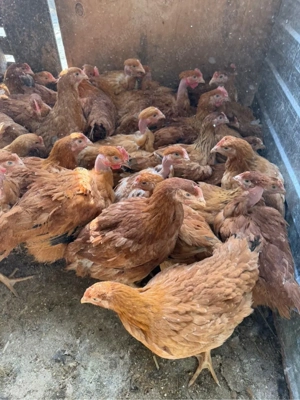 Vand pui rasa mixta - imagine 3