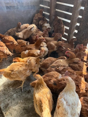 Vand pui rasa mixta - imagine 2