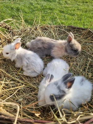 Iepurasi drăgălași de vânzare  - imagine 4