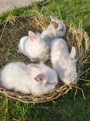 Iepurasi drăgălași de vânzare  - imagine 3