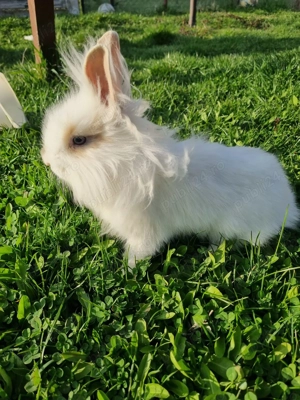 Iepurasi drăgălași de vânzare 