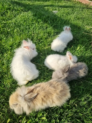 Iepurasi drăgălași de vânzare  - imagine 2