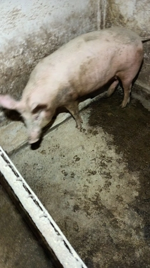 Scrofite gestante - imagine 2