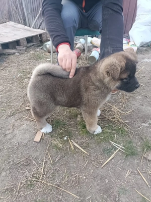 Catelusi Akita American 2 Fetite