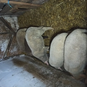 Miei de vânzare!  - imagine 2